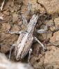 Charagmus intermedius